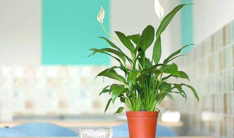 Use simple techniques to decorate indoor plants and turn potted plants into fresh decoration at home