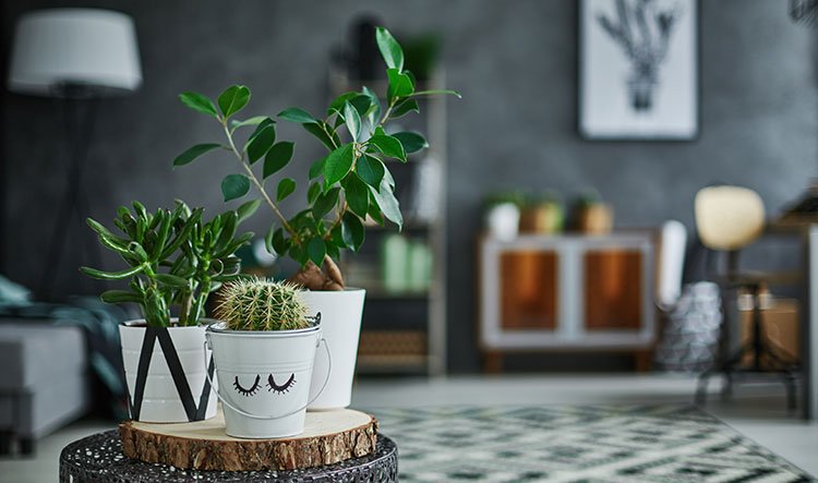 10 simple and good-looking potted decoration methods, feel good!