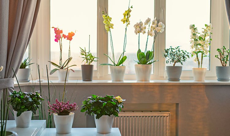 Indoor potted plant placement skills to bring nature home