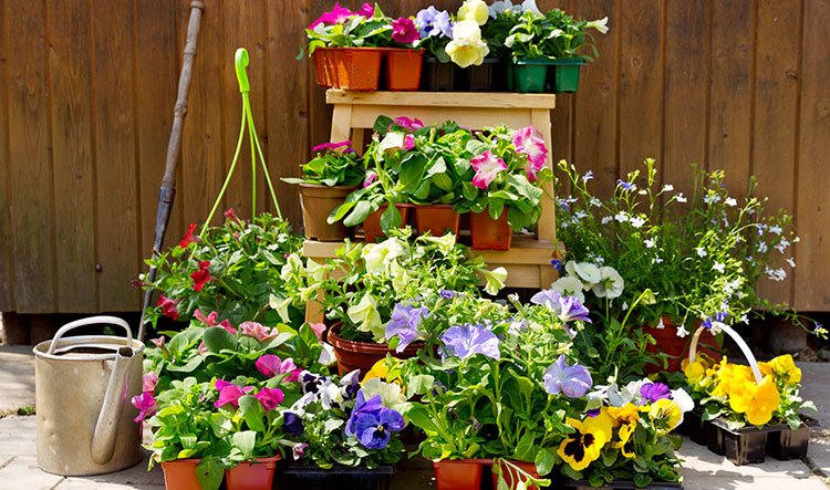 Container garden, how to choose potted plants to make it perfect with the garden