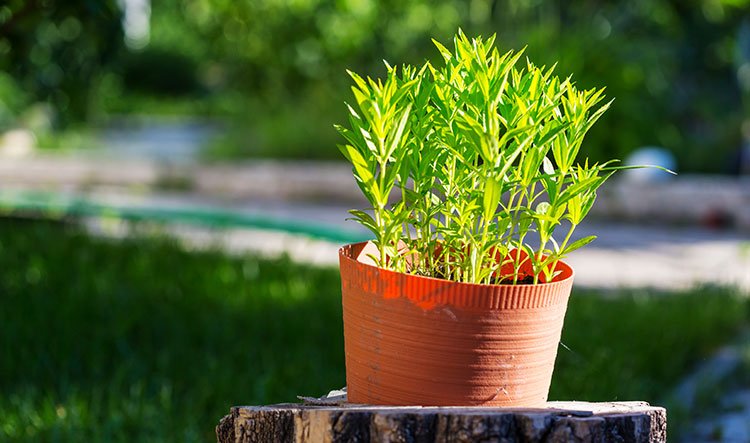 How to decorate the garden? Garden design and decoration skills?