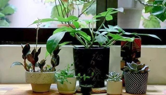 Use simple techniques to decorate indoor plants and turn potted plants into fresh decoration at home