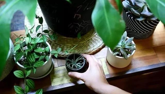Use simple techniques to decorate indoor plants and turn potted plants into fresh decoration at home