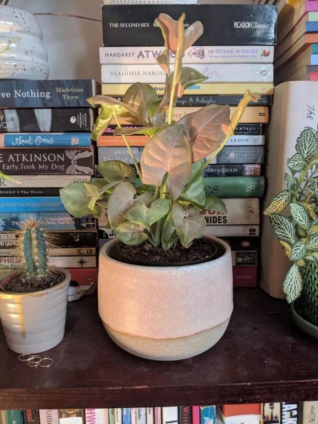 Use simple techniques to decorate indoor plants and turn potted plants into fresh decoration at home