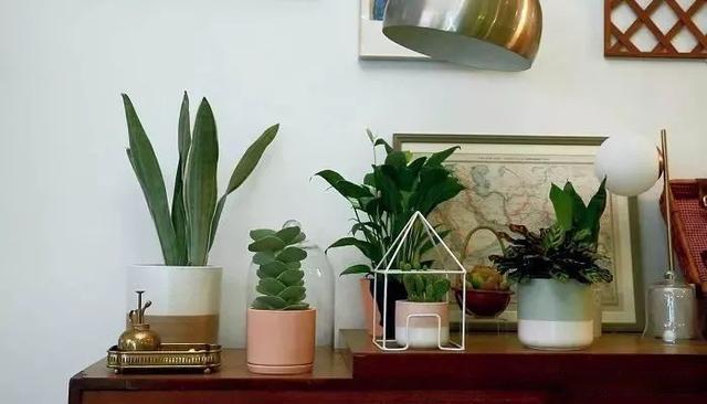 Use simple techniques to decorate indoor plants and turn potted plants into fresh decoration at home