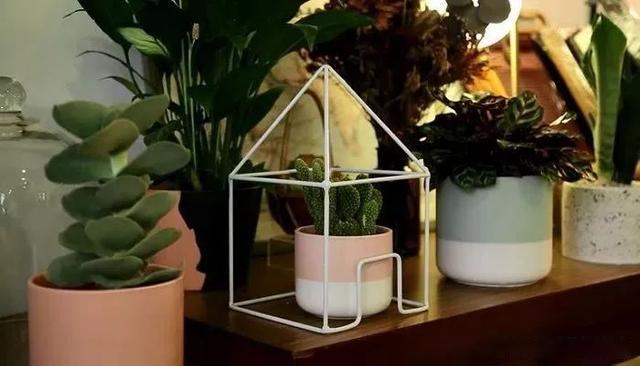 Use simple techniques to decorate indoor plants and turn potted plants into fresh decoration at home