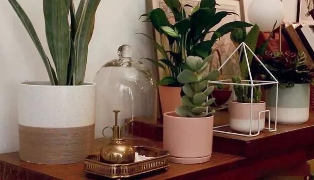 Use simple techniques to decorate indoor plants and turn potted plants into fresh decoration at home