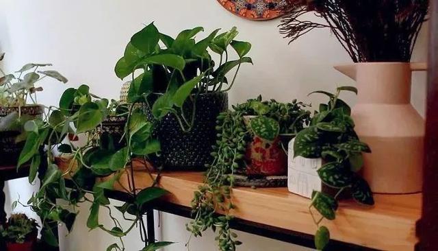 Use simple techniques to decorate indoor plants and turn potted plants into fresh decoration at home
