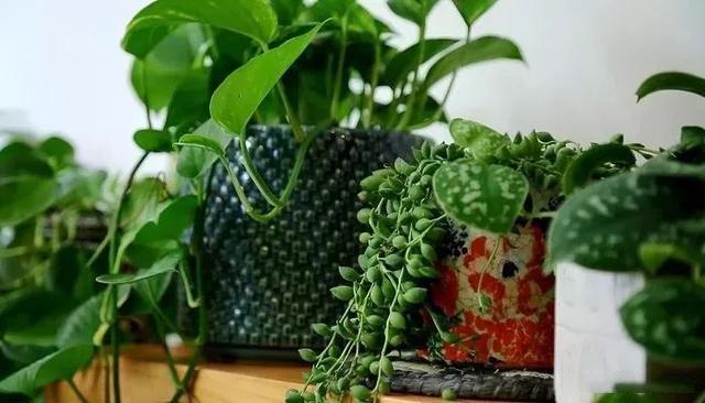 Use simple techniques to decorate indoor plants and turn potted plants into fresh decoration at home