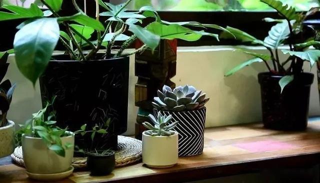 Use simple techniques to decorate indoor plants and turn potted plants into fresh decoration at home