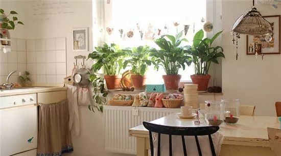Indoor potted plant placement skills to bring nature home