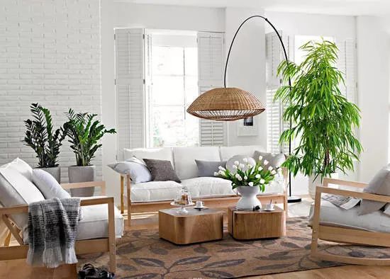 Indoor potted plant placement skills to bring nature home