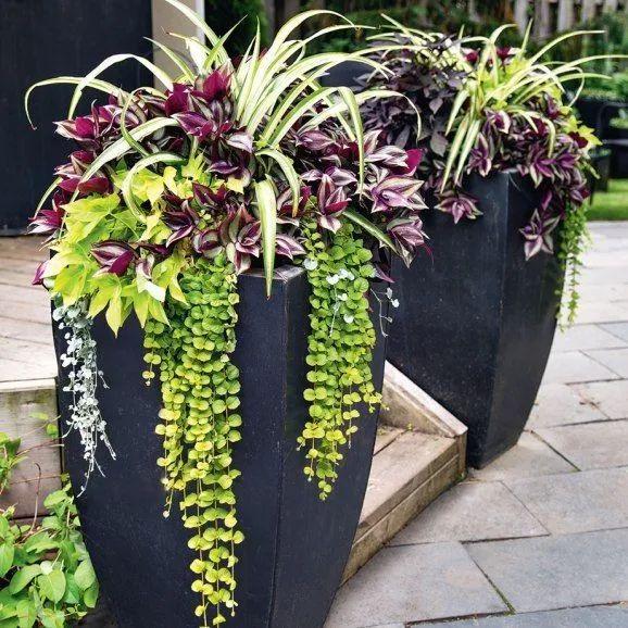 Container garden, how to choose potted plants to make it perfect with the garden