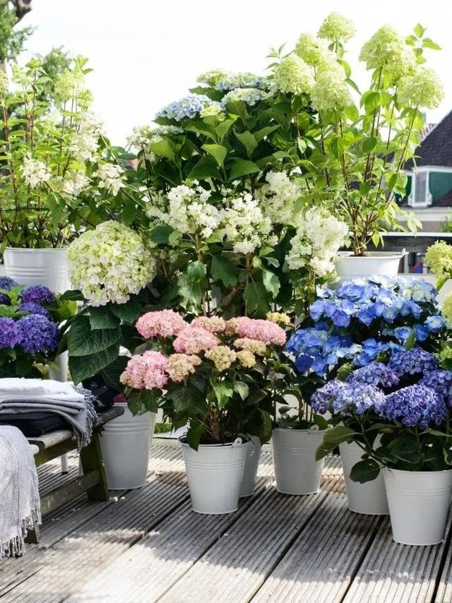 Container garden, how to choose potted plants to make it perfect with the garden