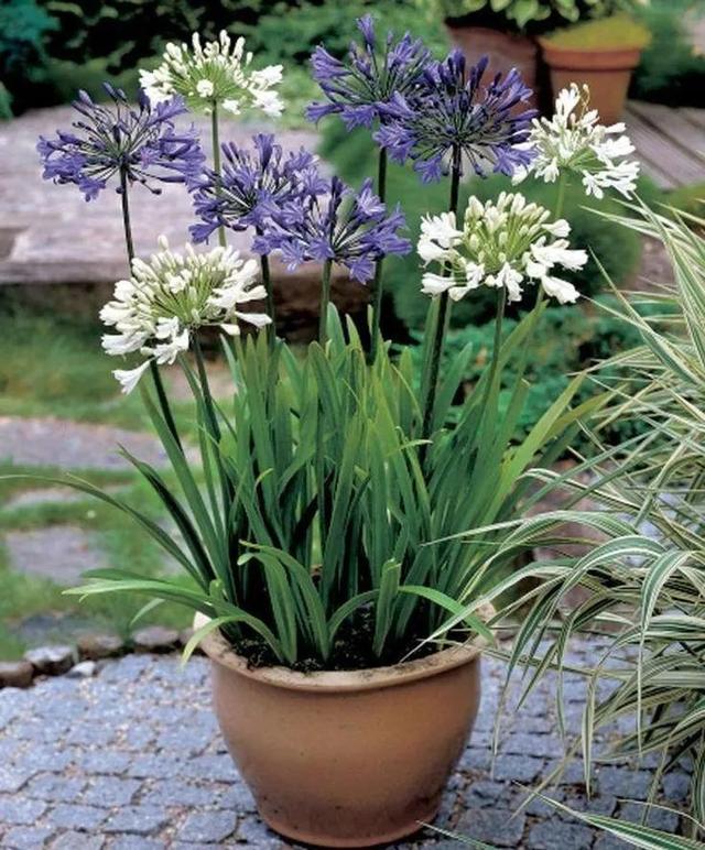 Container garden, how to choose potted plants to make it perfect with the garden
