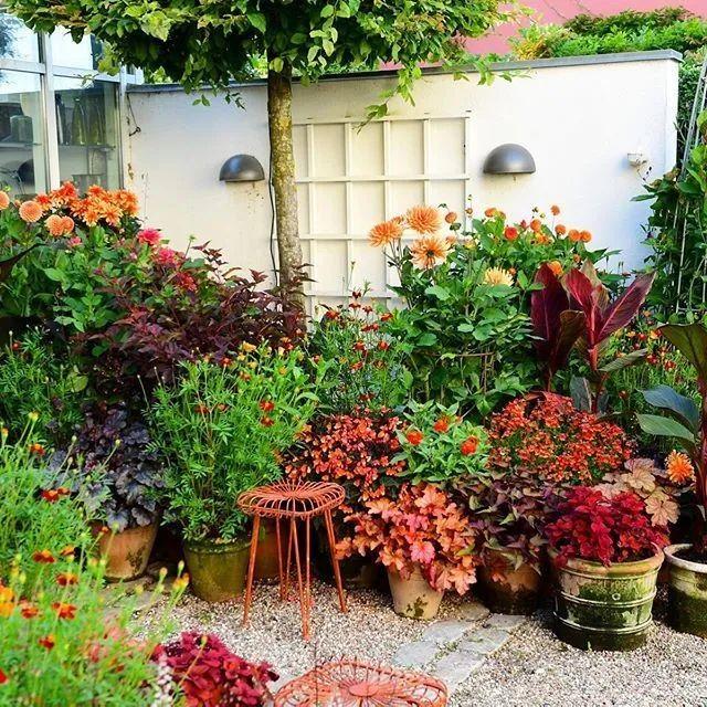 Container garden, how to choose potted plants to make it perfect with the garden