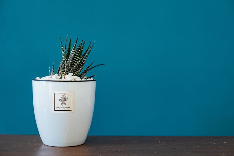 How to Take Care of a Bonsai Tree—for Beginners!