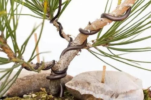 How to Take Care of a Bonsai Tree—for Beginners!