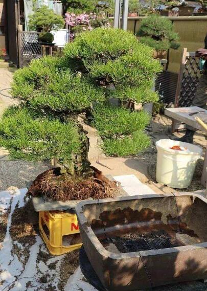 How to Take Care of a Bonsai Tree—for Beginners!