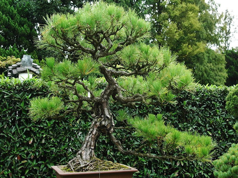 How to Take Care of a Bonsai Tree—for Beginners!