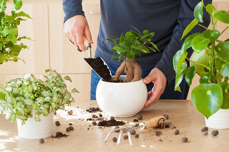 How to Take Care of a Bonsai Tree—for Beginners!