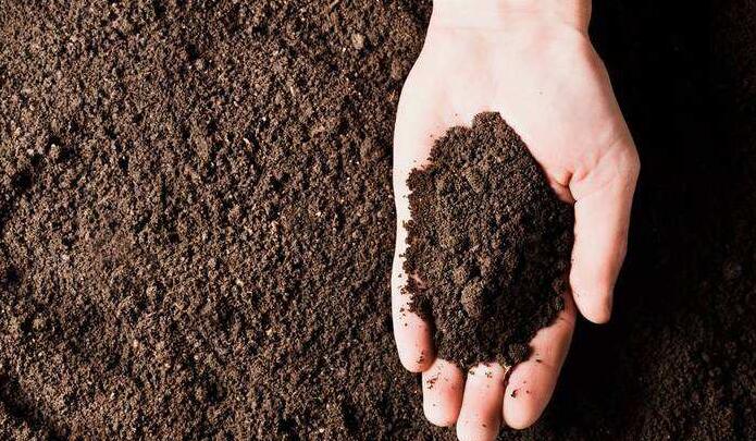 How to Take Care of a Bonsai Tree—for Beginners!