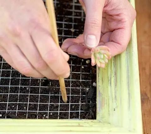 How to Take Care of a Bonsai Tree—for Beginners!