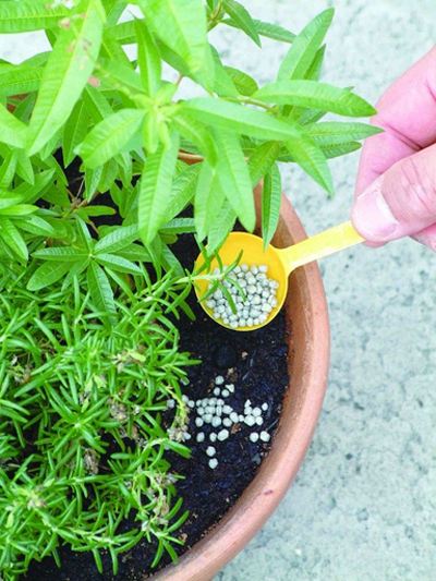 How to Take Care of a Bonsai Tree—for Beginners!