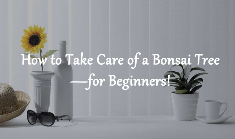 How to Take Care of a Bonsai Tree—for Beginners!