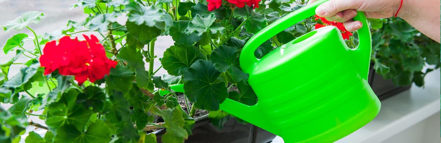 Where to put houseplants